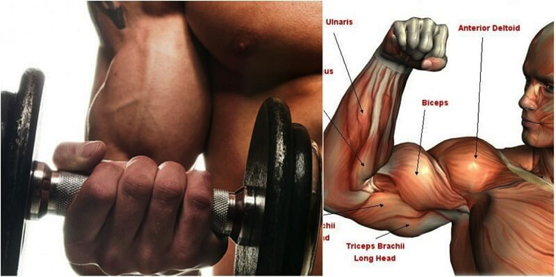 3 Reasons Why Your Biceps Won’t Grow!