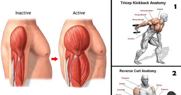 The Best Tricep Muscle Exercise Routine For Big Triceps