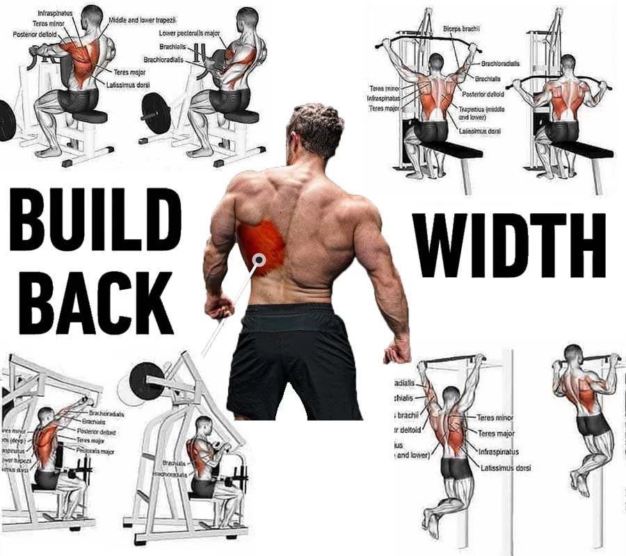 THE BEST EXERCISES TO TRAIN YOUR BACK - Easy Muscle Tips