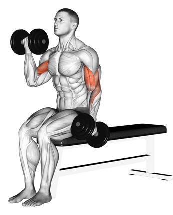 increase muscle mass