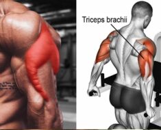 The Best Triceps Muscle Exercise Routine