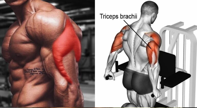 The Best Triceps Muscle Exercise Routine For Big Triceps Easy Muscle Tips