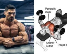 5 Exercises to Build Chest Muscle With Dumbbells